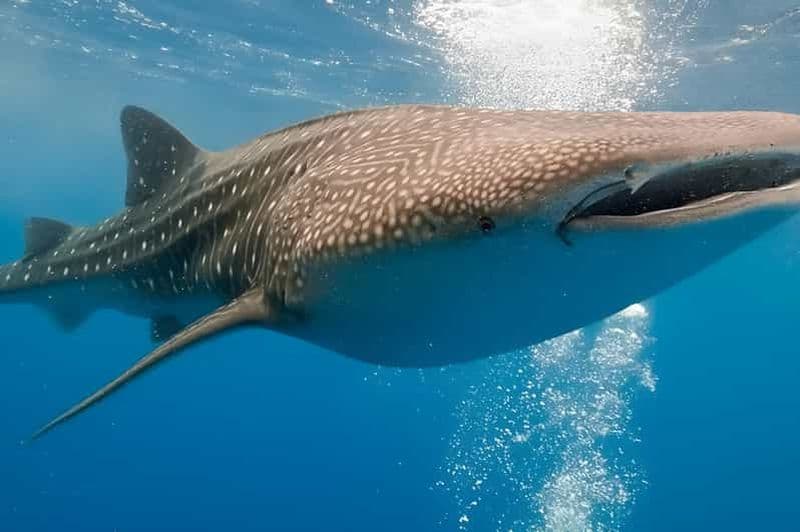 Billet Bohol : Observation des requins-baleines