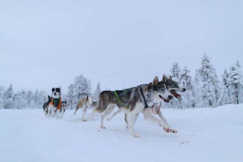 Billet Kiruna : promenade en traîneau à chiens avec déjeuner traditionnel