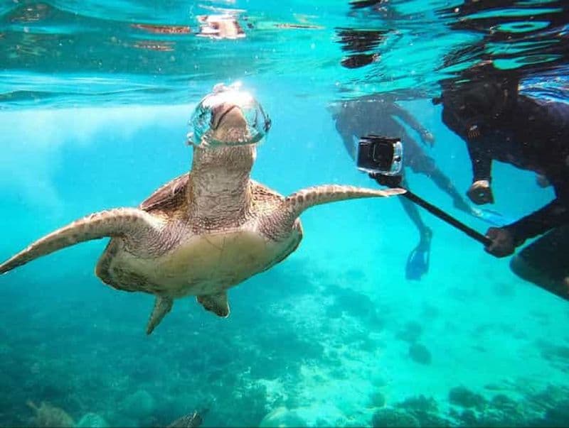 Billet Mascate : excursion de plongée avec tuba aux îles Daymaniat, déjeuner inclus