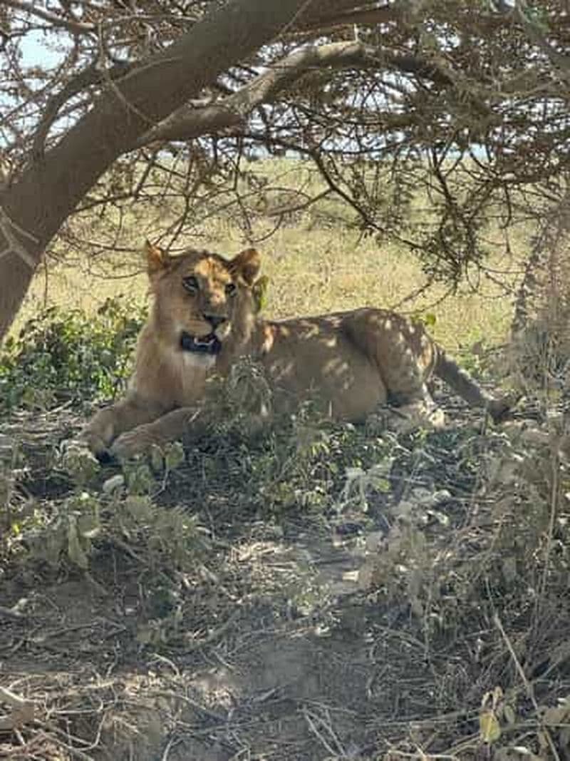 Billet Dar es Salaam : safari de deux jours dans le parc national de Saadani