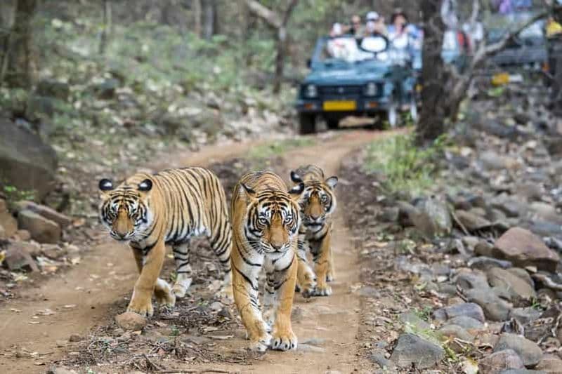 Billet Au départ de Jaipur : excursion d'une journée au parc national de Ranthambore avec safari