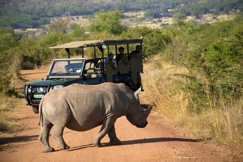 Billet Depuis Johannesburg : safari dans la réserve naturelle de Pilanesberg