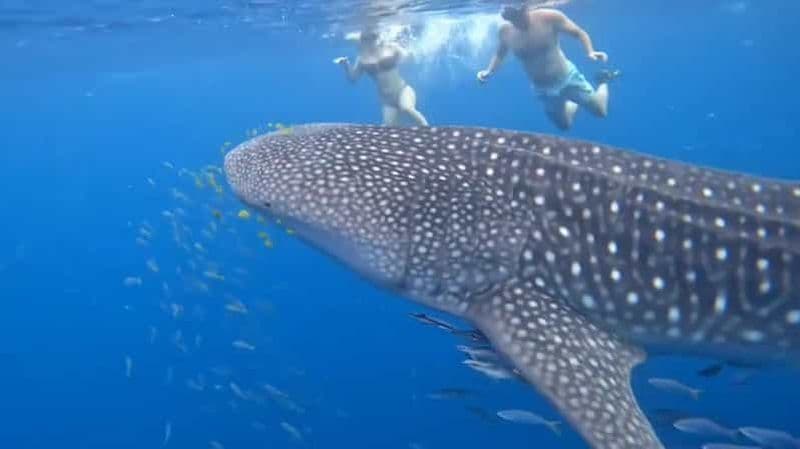 Billet Puerto Princesa : Observation des requins-baleines à bord d'un yacht avec déjeuner
