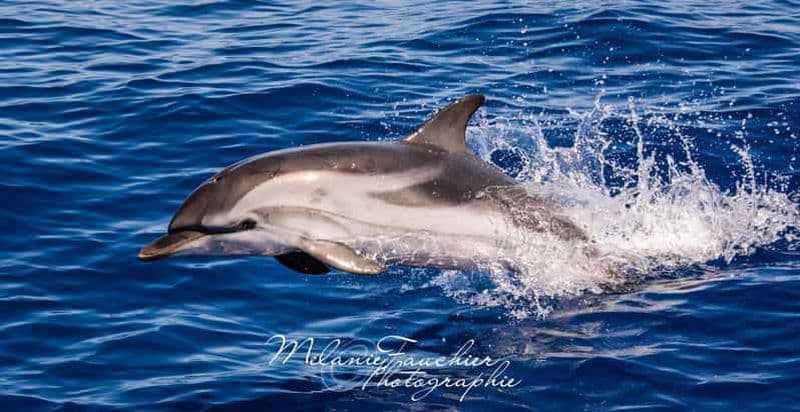 Billet Whale-Watching, Dauphins & Baleines au départ de Bandol (06h00 en mer)
