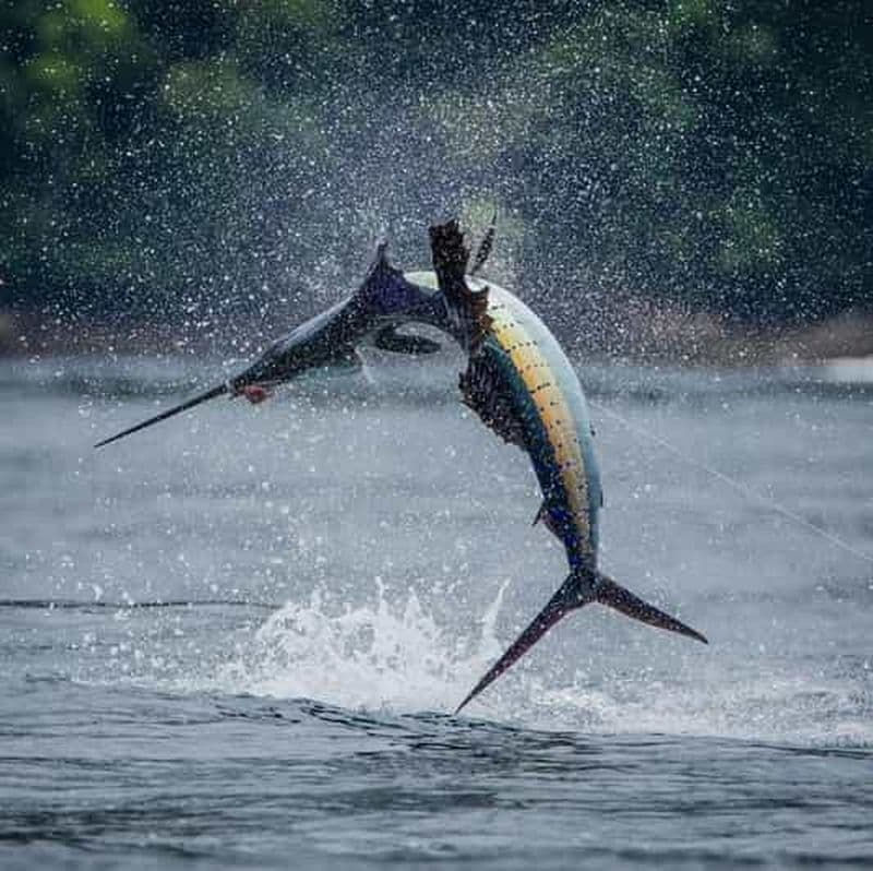 Billet ZANZIBAR GRANDE PÊCHE