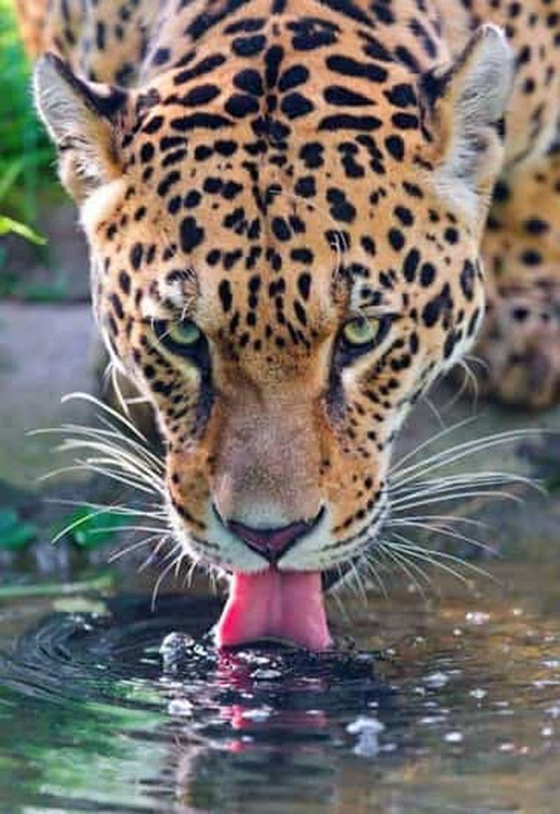 Billet Nairobi : demi-journée de safari dans le parc national de Nairobi