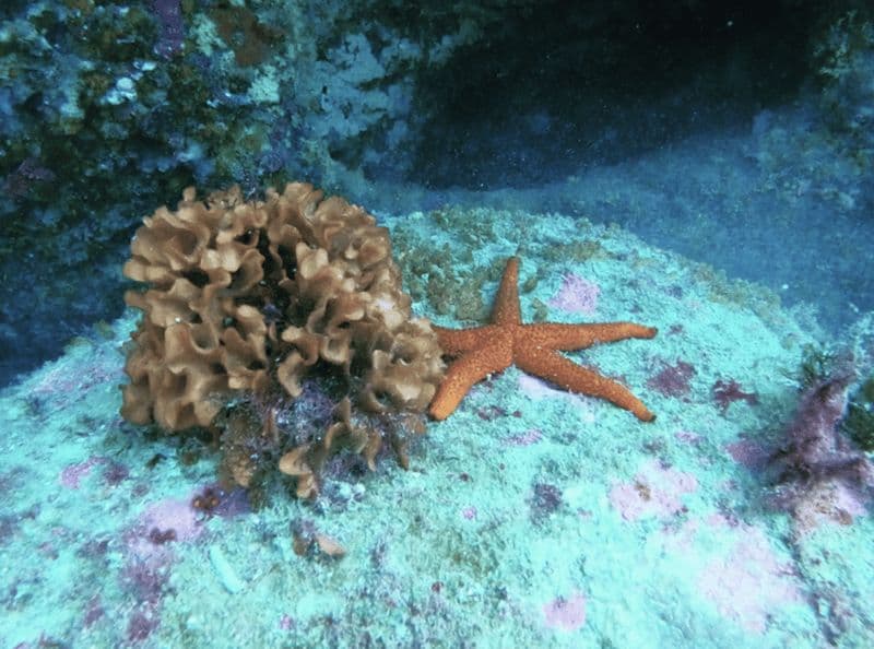 Billet Vivez l'expérience de la plongée au Maroc Fun Dives