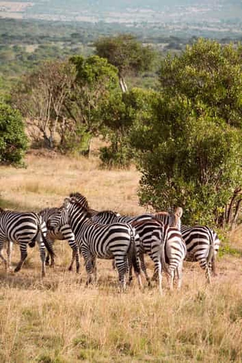 Billet Budget Safari de 6 jours : Serengeti+Ngorongoro+Tarangire
