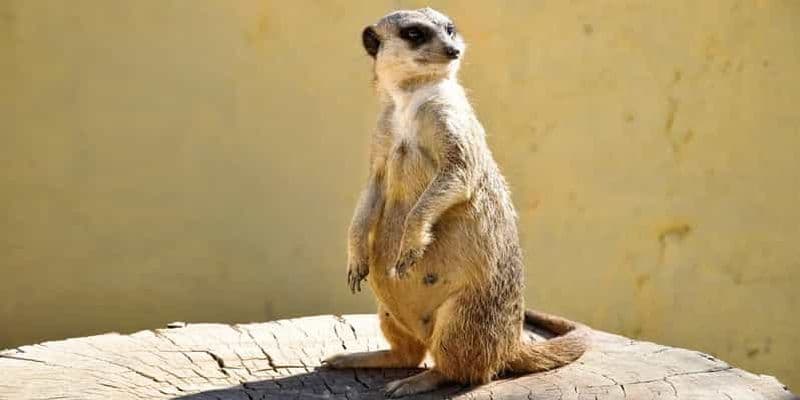 Billet Au départ de Hammamet et Sousse : Safari d'une demi-journée au parc animalier Friguia