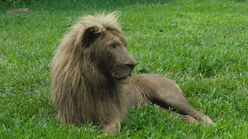 Billet Safari à Cebu : Découvrez la faune de près