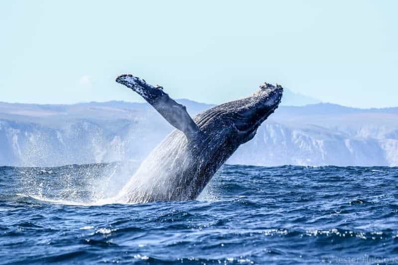 Billet Knysna : Tour en bateau pour observer les baleines de près