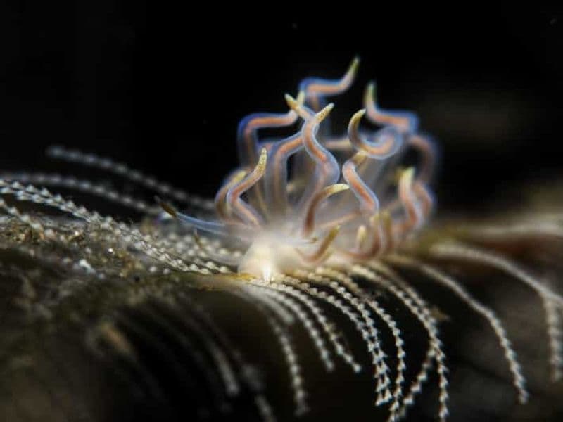 Billet Guide de plongée privé exclusif et photographie sous-marine