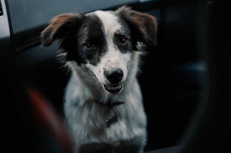 Billet Randonnée dans les montagnes de Brasov avec Daisy