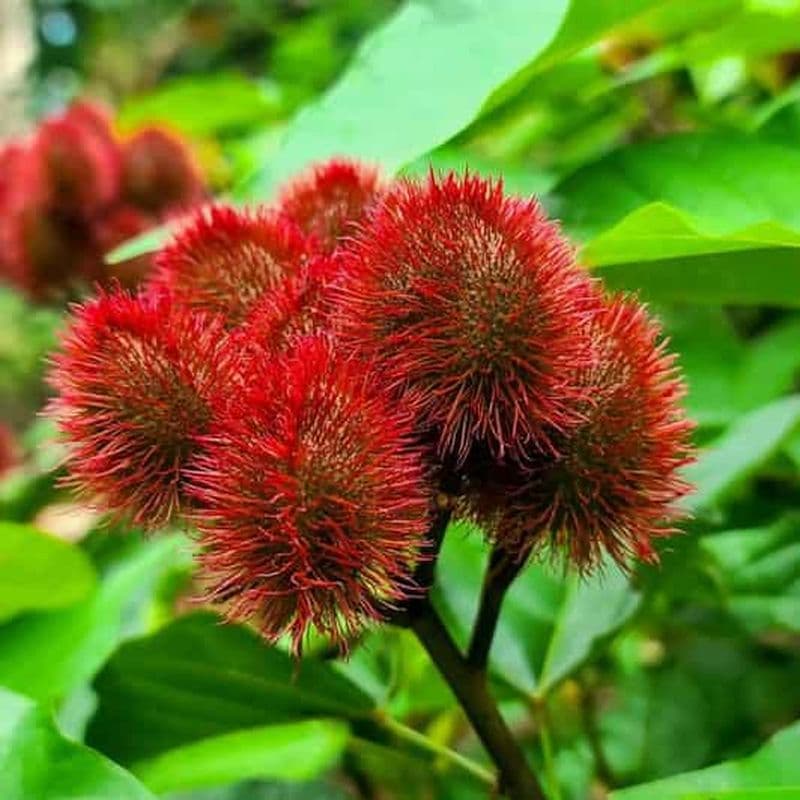 Billet Île de Pemba : ferme d'épices, plage de Vumawimbi et visite des renards volants