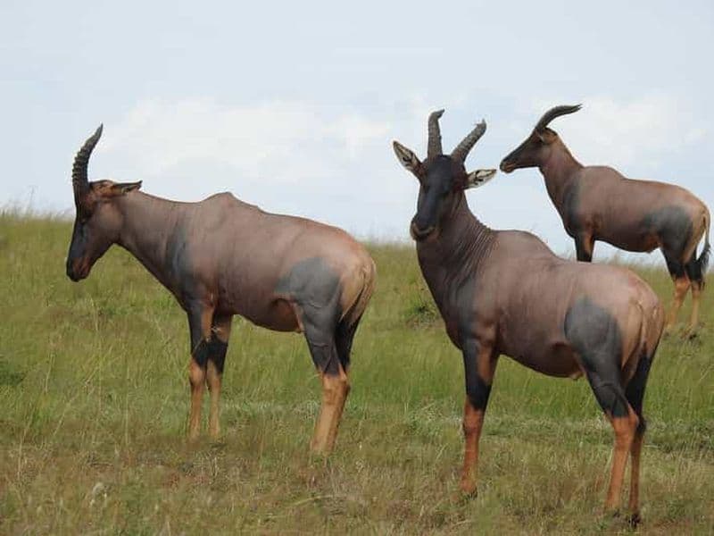 Billet Safari de 3 jours dans le parc national du Serengeti
