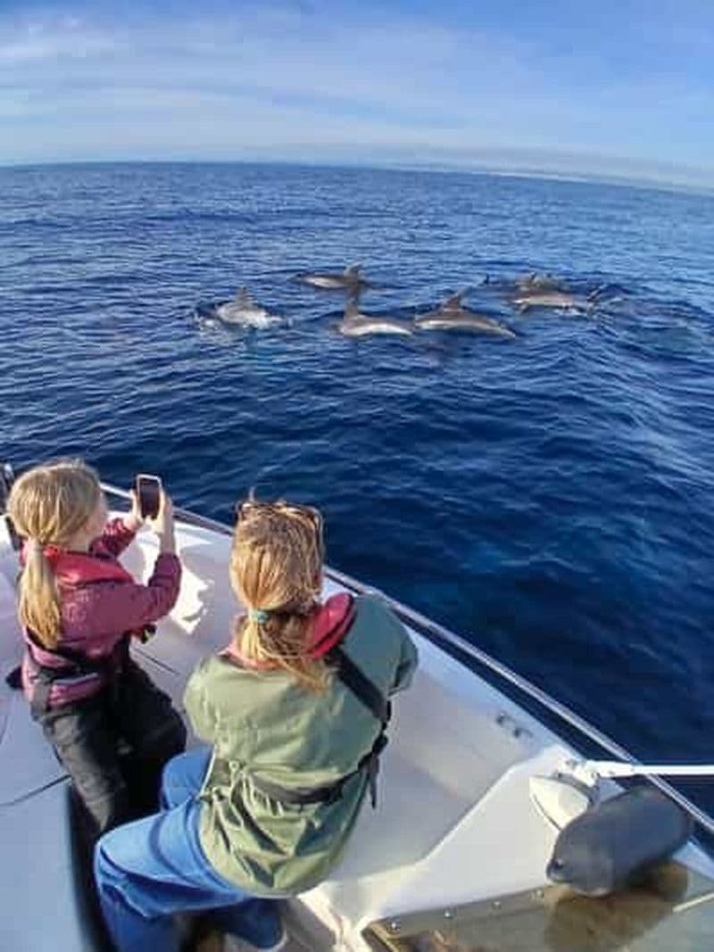 Billet Faro : tour en bateau pour observer les dauphins