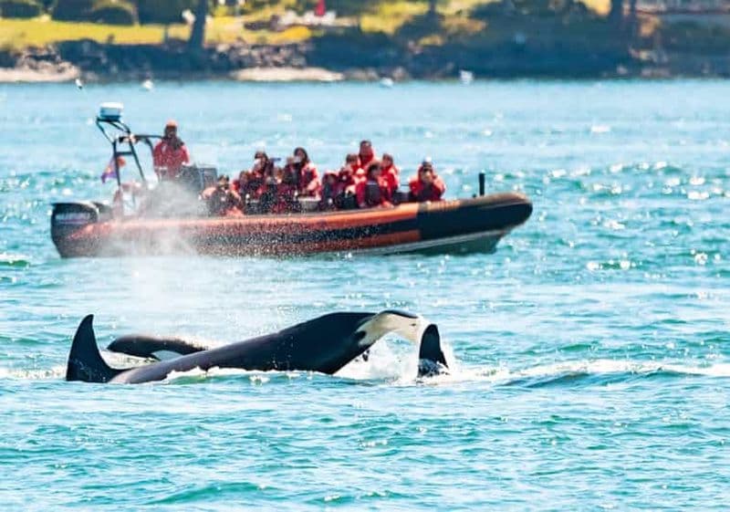 Les meilleures excursions d’observation des baleines à Victoria