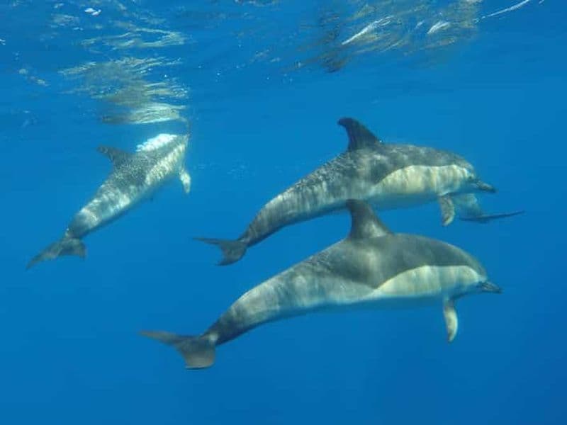Billet Arrábida - Sesimbra : Observation des dauphins