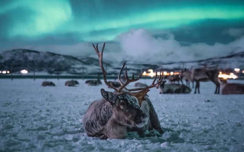 Billet Tromsø : Excursion d'une journée en traîneau à rennes, dîner et aurores boréales