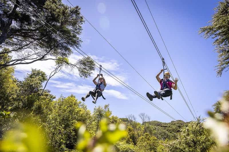 Billet Île Waiheke : Zipline et aventure dans la forêt indigène