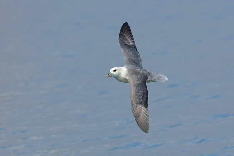 Billet South Queensferry : croisière d'observation des oiseaux avec un guide de la RSPB