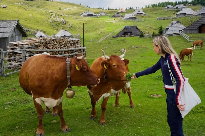 Billet Au départ de Ljubljana : excursion à Velika Planina avec repas et photos
