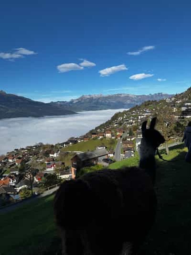 Billet Triesenberg : randonnée avec des lamas et délicieux BBQ en pleine forêt