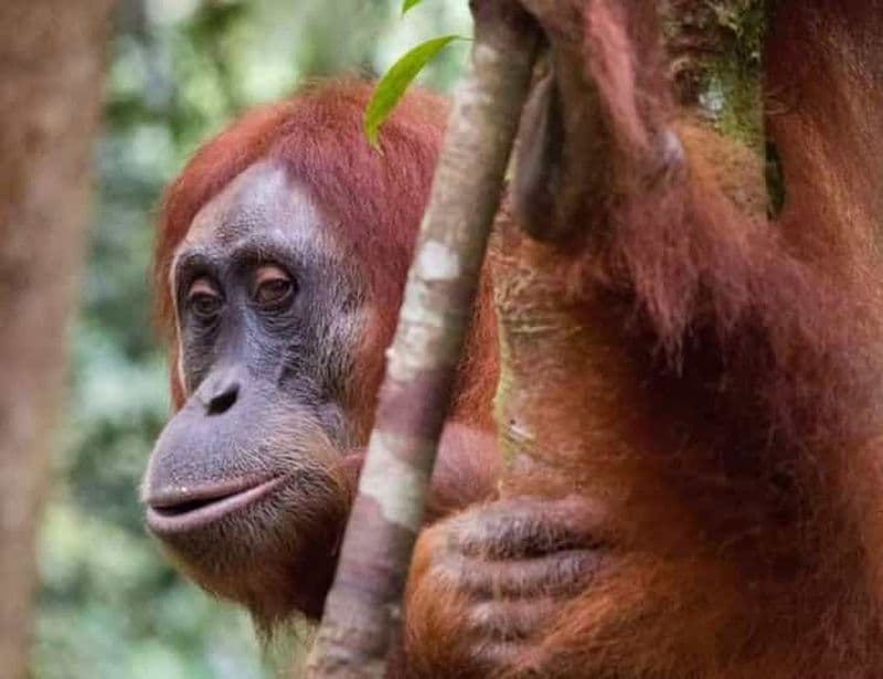 Billet Sumatra : expérience unique de 3 jours dans la jungle et découverte de la faune sauvage
