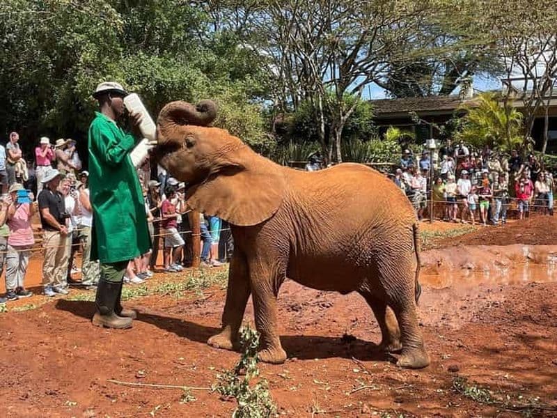 Billet Visite de l'orphelinat des éléphants et du centre des girafes avec options
