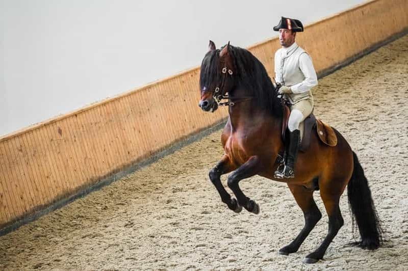 Billet Lisbonne : L'école d'équitation portugaise s'entraîne avec un cheval lusitanien