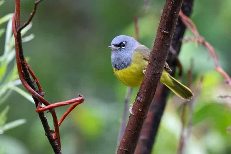 Billet Denver : les bases de l'observation des oiseaux et bien plus encore