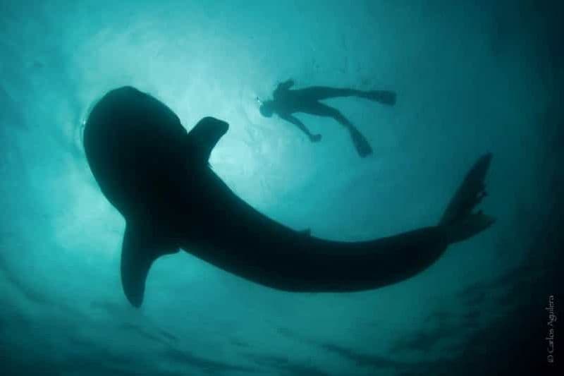 Billet La Paz : Aventure de nage avec le requin-baleine avec un biologiste marin