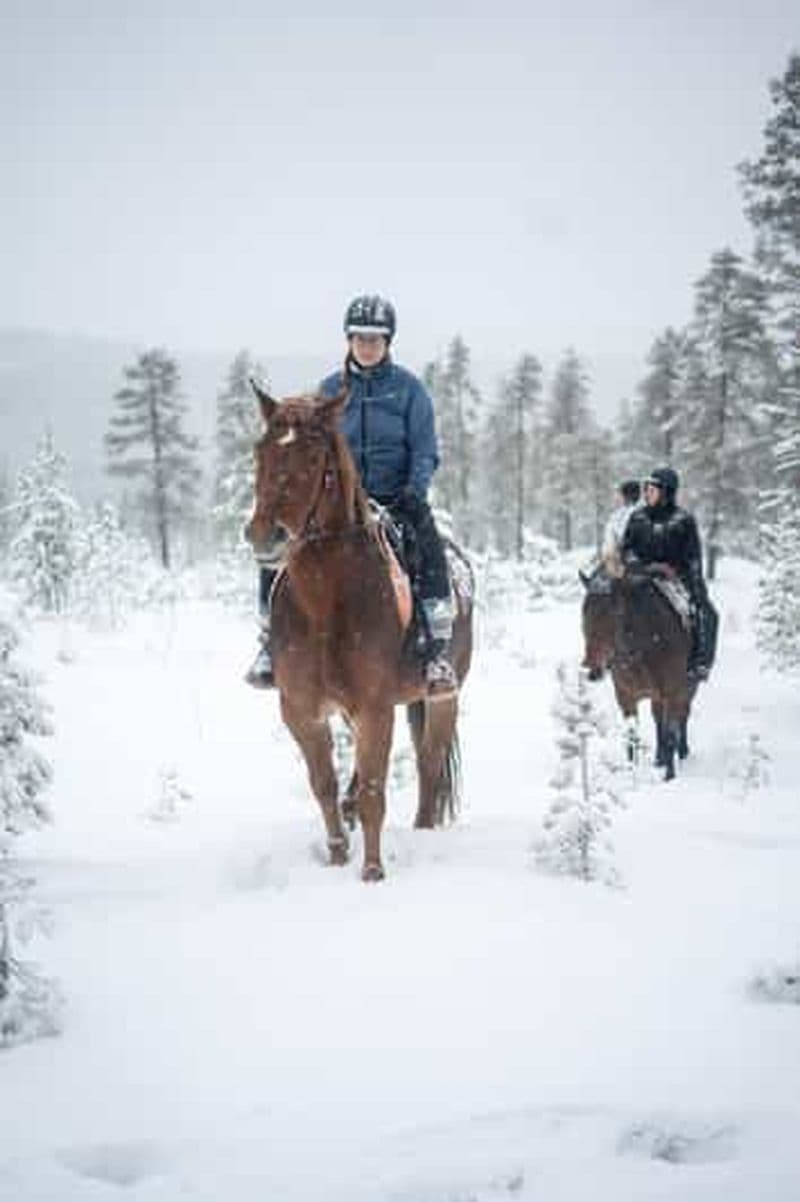 Billet Rovaniemi : balade à cheval en hiver sur les collines enneigées et dans les forêts