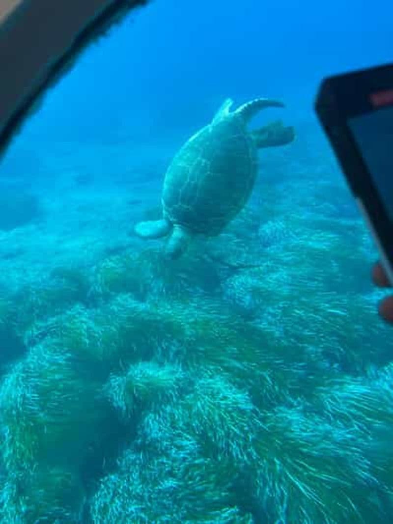 Billet Paphos : croisière d'observation des tortues, aventure de plongée avec tuba et coucher de soleil