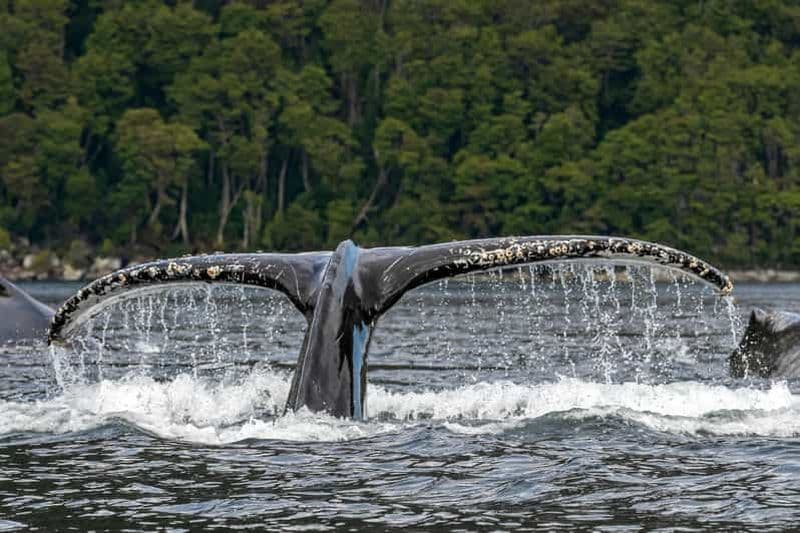 Billet Punta Arenas : Visite d'une jounée des baleines, des pingouins et des glaciers