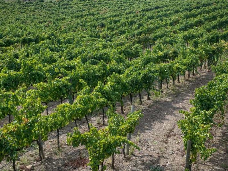 Billet Depuis Salou : visite des oliviers et des vins du Priorat