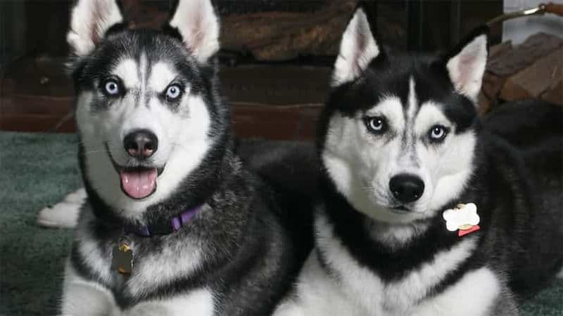 Billet Rovaniemi : promenade en traîneau à chiens et ferme familiale