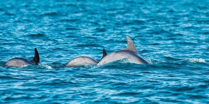 Billet Mascate : excursion en bateau pour observer les dauphins avec collation