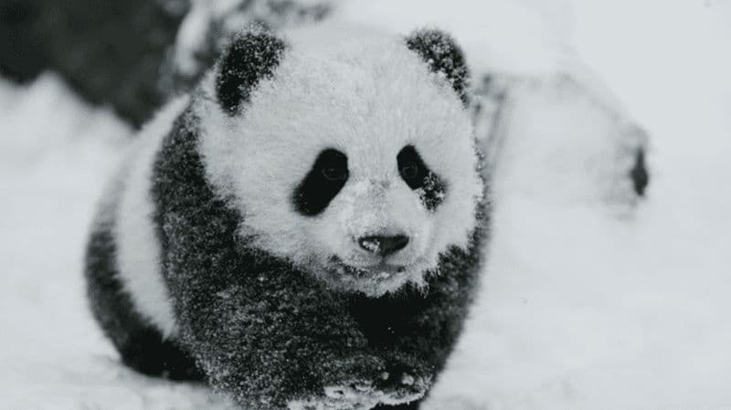 Billet Chengdu : Réservation et entrée à la base du panda géant