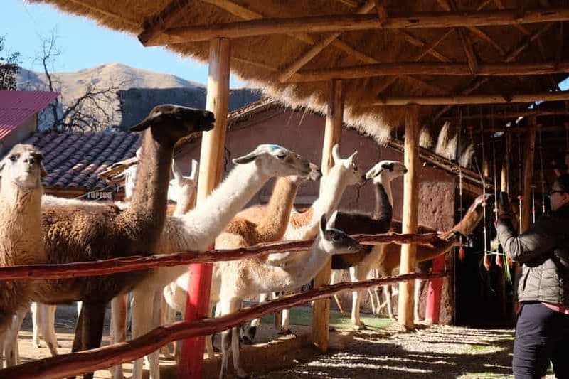 Billet Visite du centre de camélidés à Cusco : alpagas, culture et tissage
