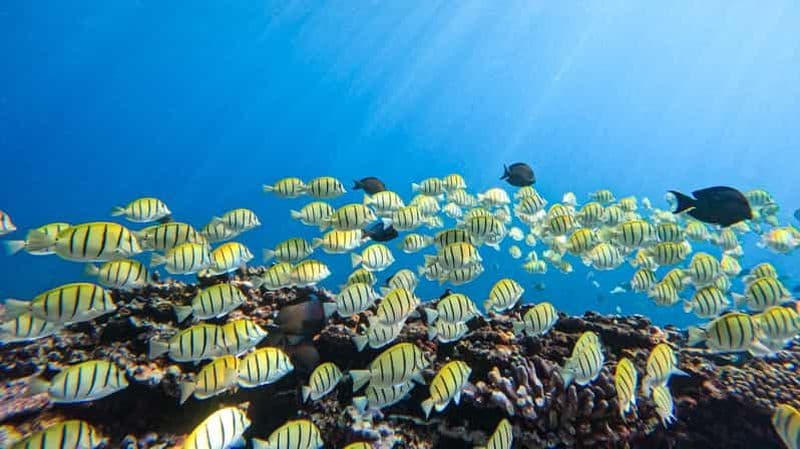 Billet Baptême de plongée, pour débuter !