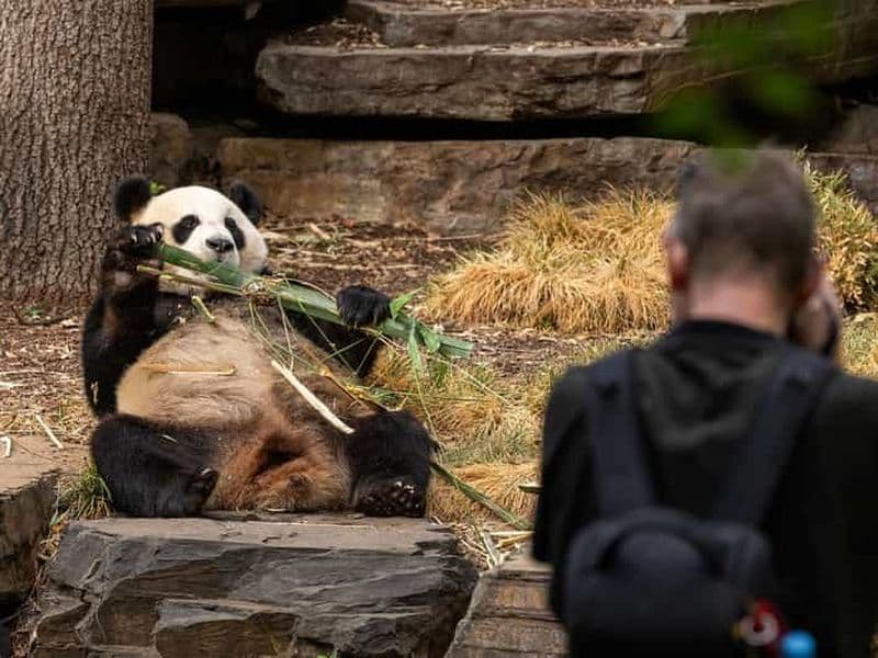 Billet Visite « Panda & Friends » et une journée au zoo d'Adélaïde