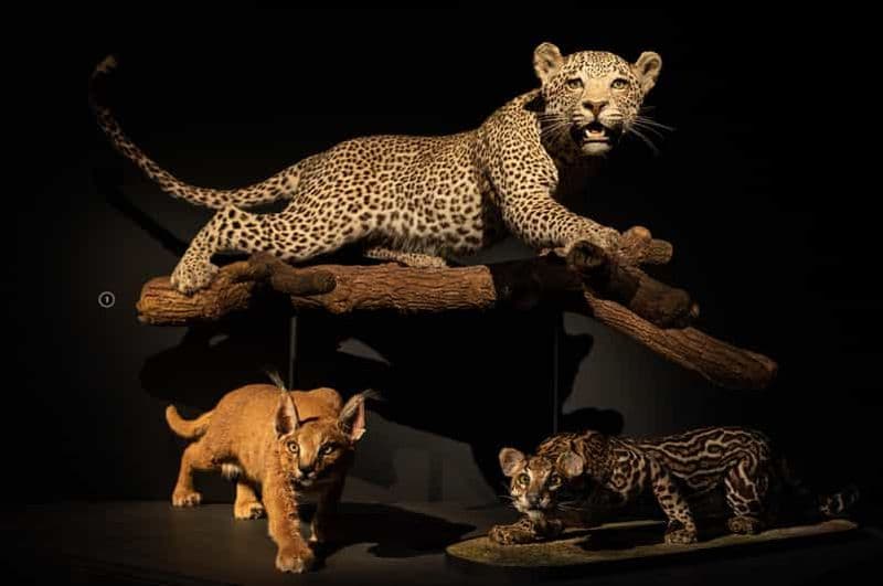 Billet Musée d'Histoire Naturelle de Los Angeles : Entrée + Exposition « Fierce! L'histoire des chats