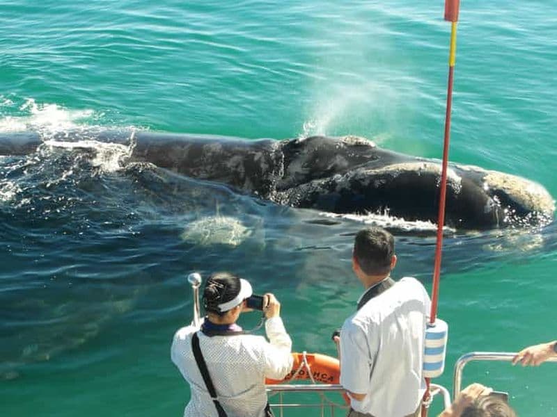 Billet Hermanus : Excursion en bateau pour observer les baleines et les dauphins