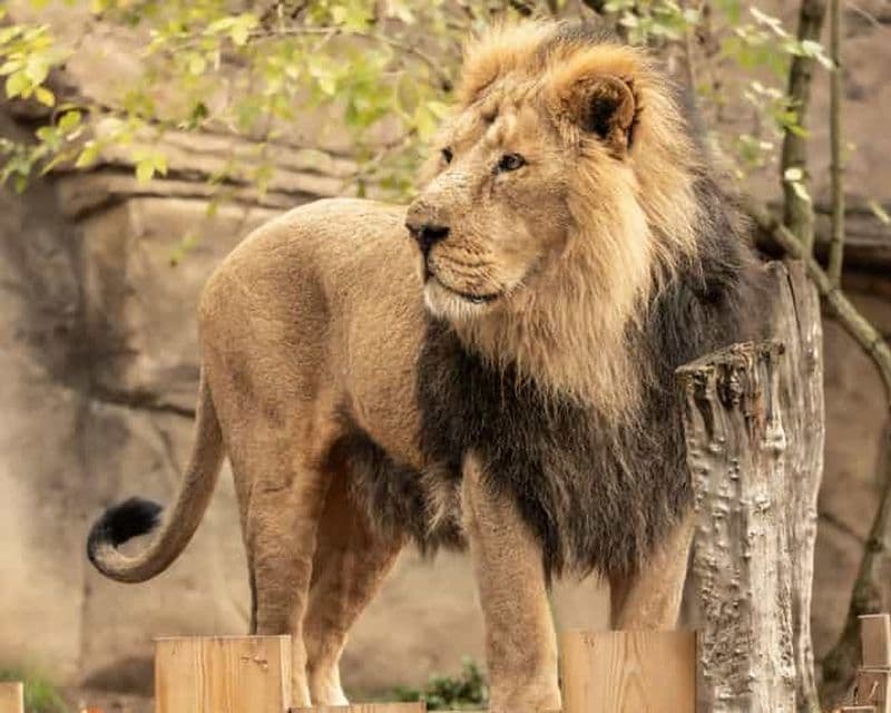 Billet Zoo de Londres : billet d'entrée