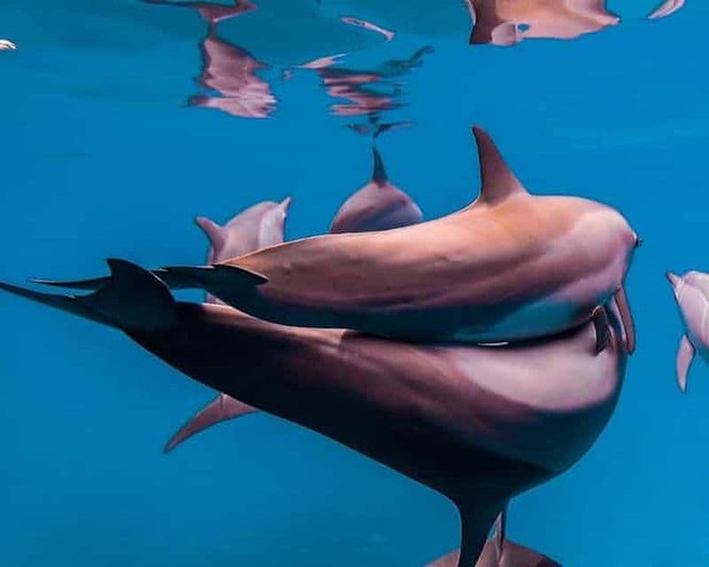 Billet Visite de la grotte de Salaam, grotte de Kuza, plage de Paje, déjeuner à The Rock