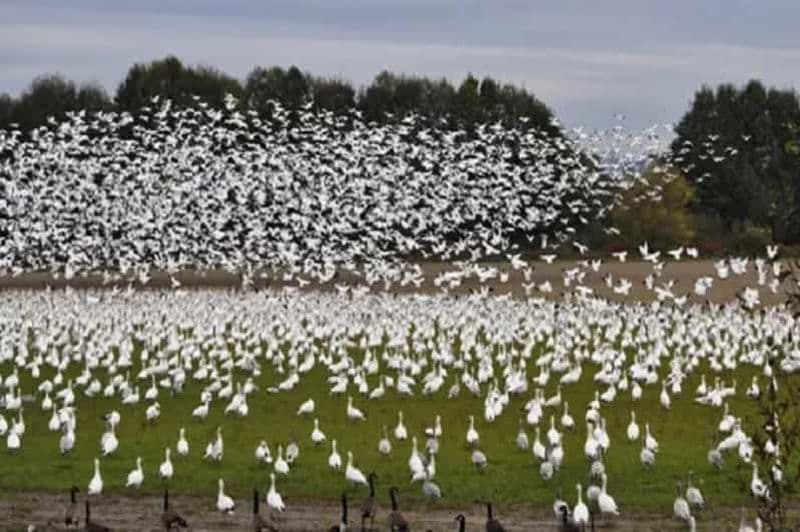 Billet Excursion d'une journée en famille à Vancouver au sanctuaire d'oiseaux migrateurs