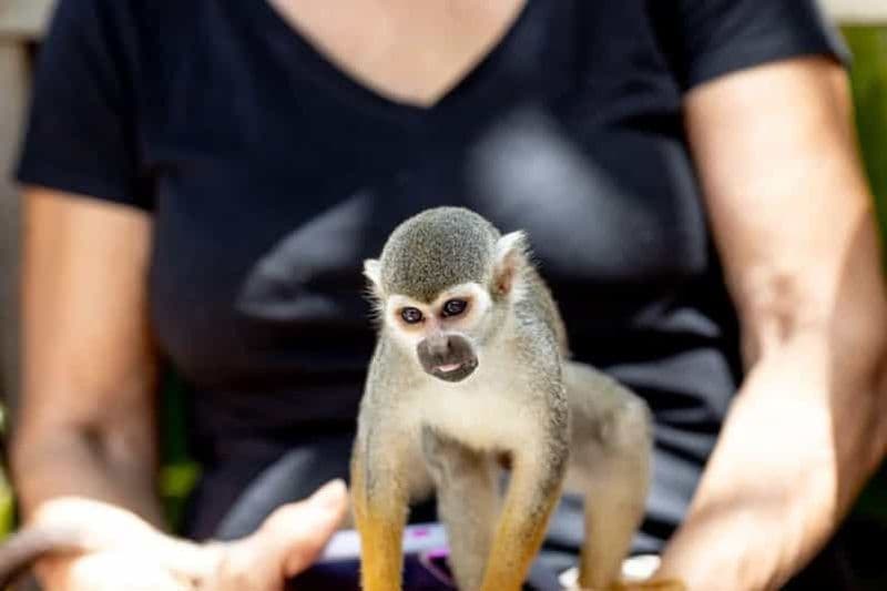 Billet Punta Cana : Visite d'une demi-journée de Monkeyland avec collations et guide