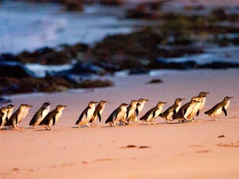 Billet Phillip Island : vin, faune et pingouins avec festin gastronomique