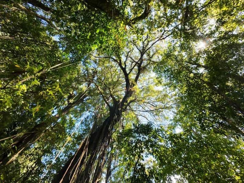 Billet bali munduk : bali Rainforest trek avec canoë et cascade